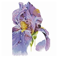 Ameli Stitch – Ирис Пурпурный рассвет