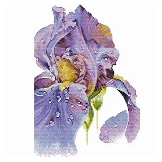 Ameli Stitch – Ирис Пурпурный рассвет