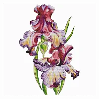 Ameli Stitch – Ирис Мулен Руж